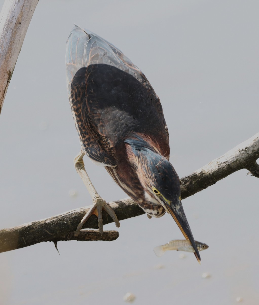 Green Heron - ML643044442