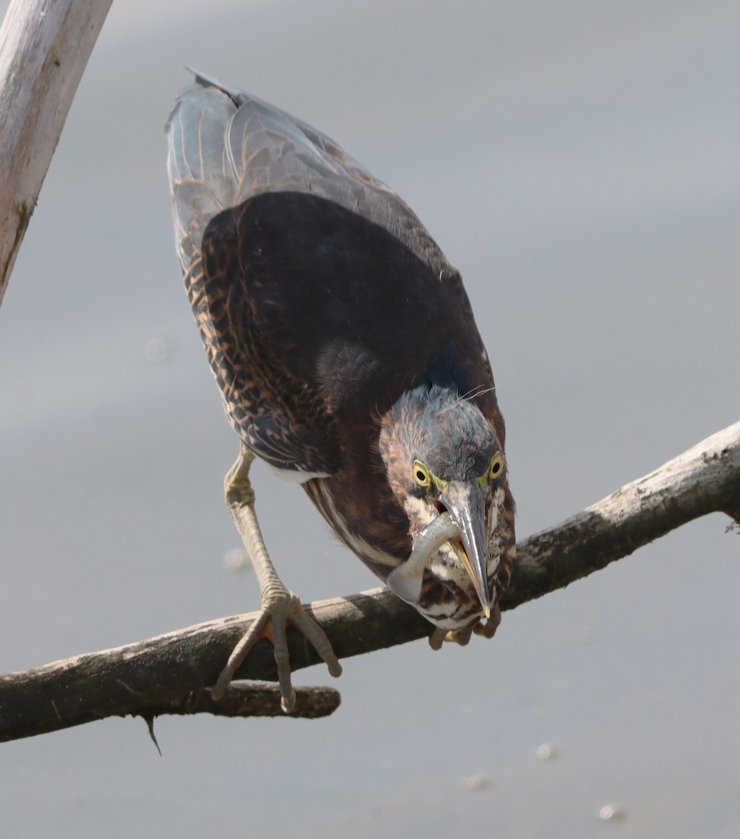 Green Heron - ML643044466