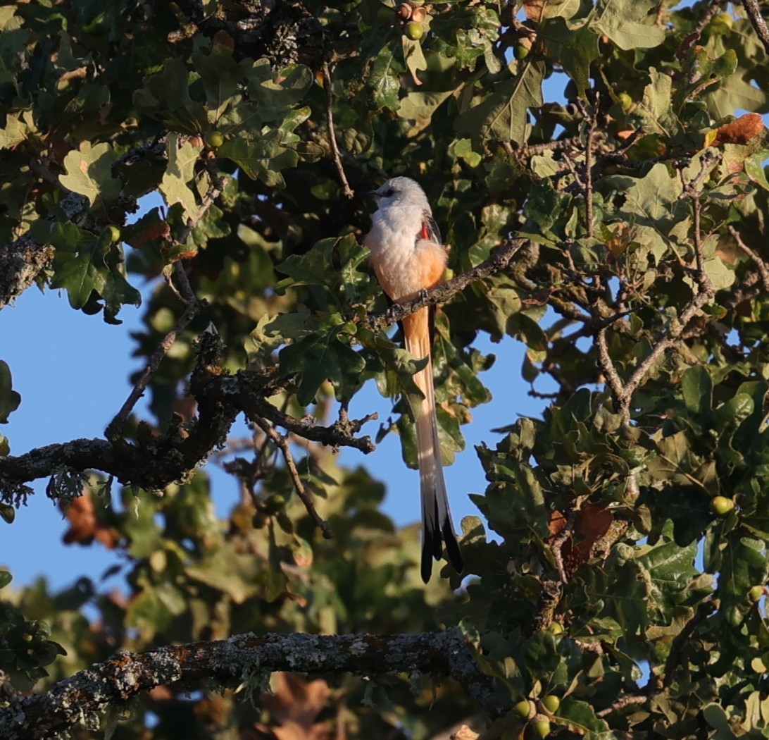 Scissor-tailed Flycatcher - ML643044489