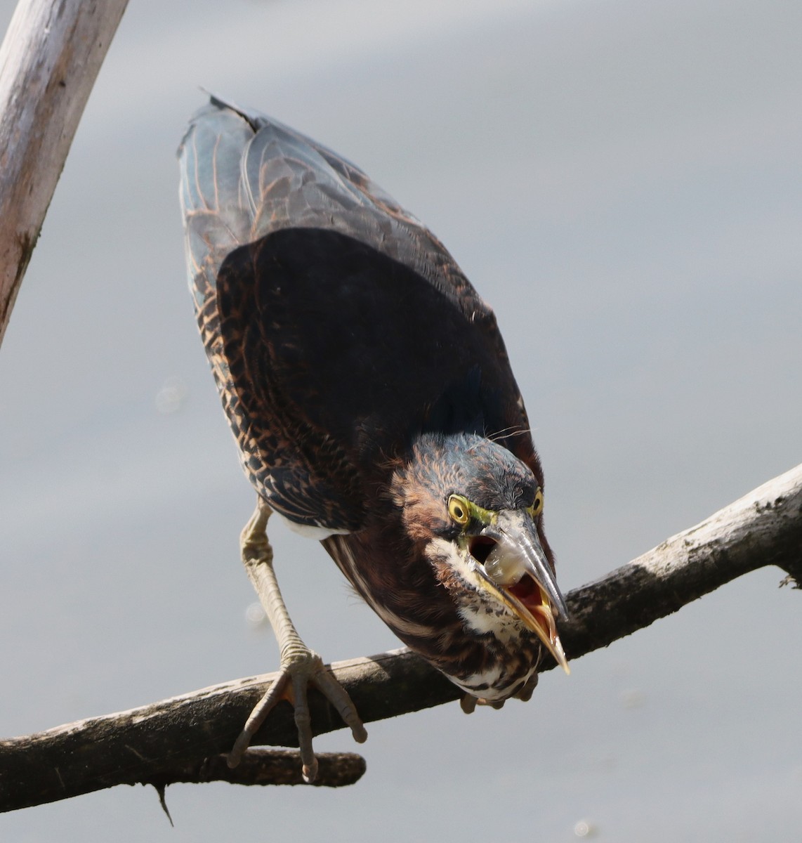 Green Heron - ML643044491