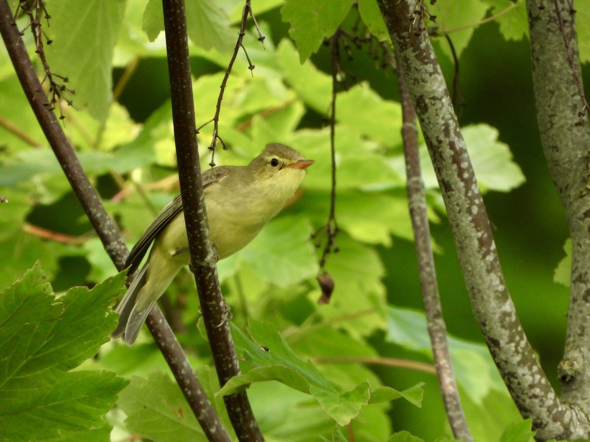 Icterine Warbler - ML643044509