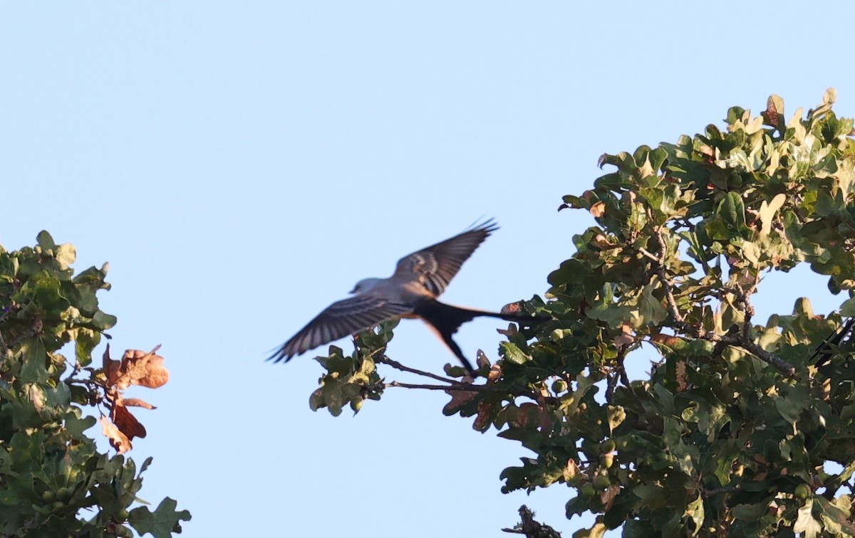 Scissor-tailed Flycatcher - ML643044515