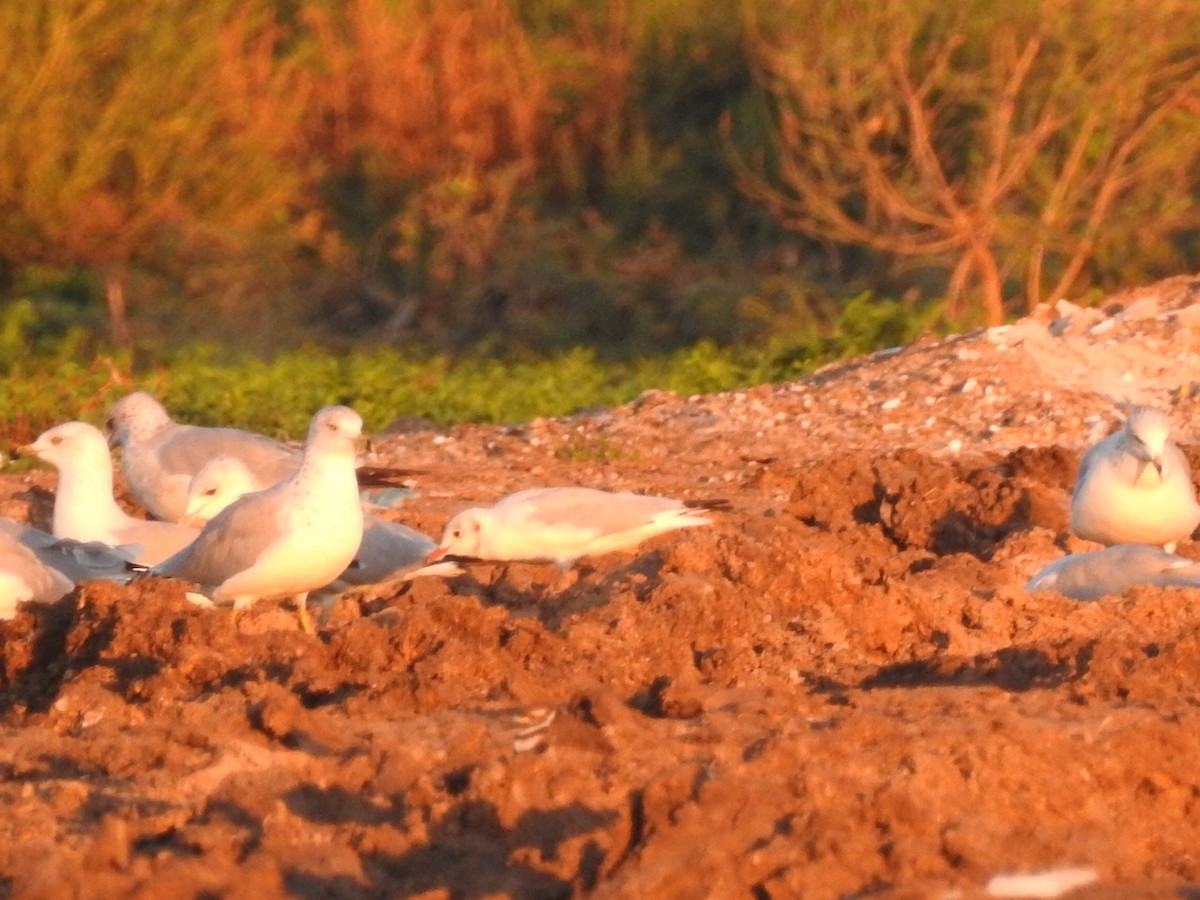Black-headed Gull - ML643044519