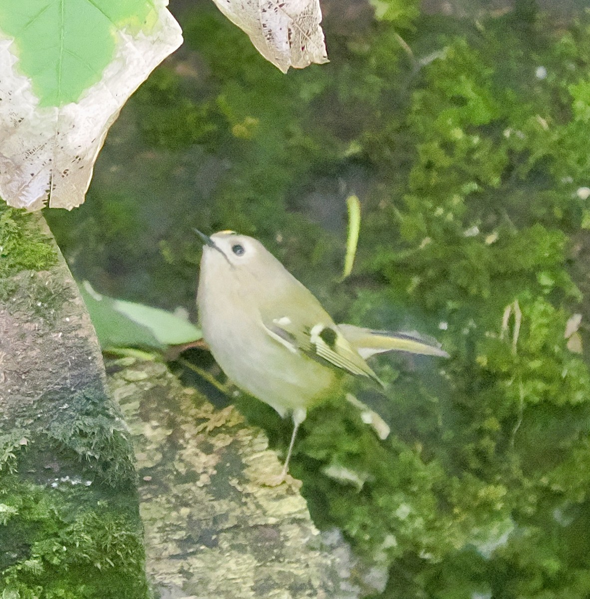 Wintergoldhähnchen - ML643044520