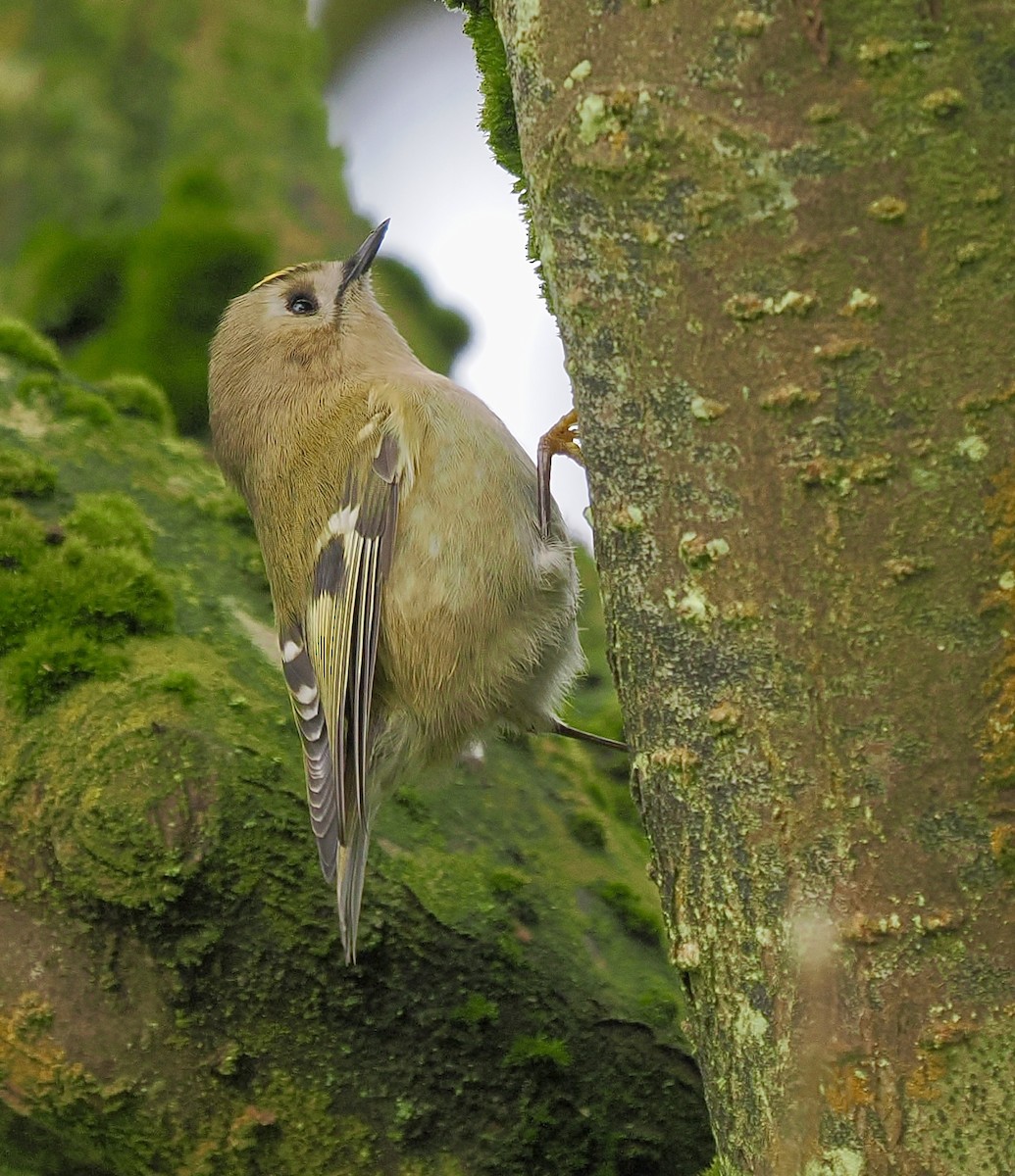 Wintergoldhähnchen - ML643044522