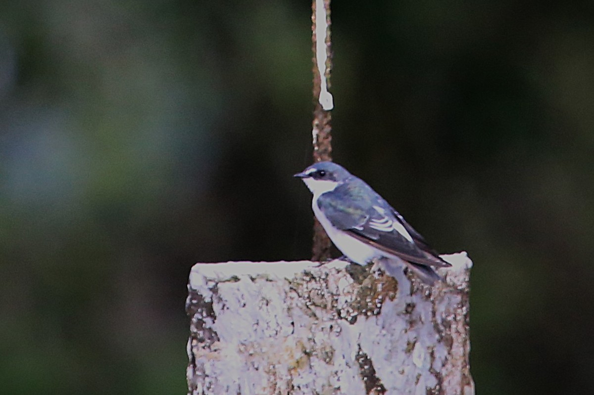 Mangrove Swallow - ML643044527