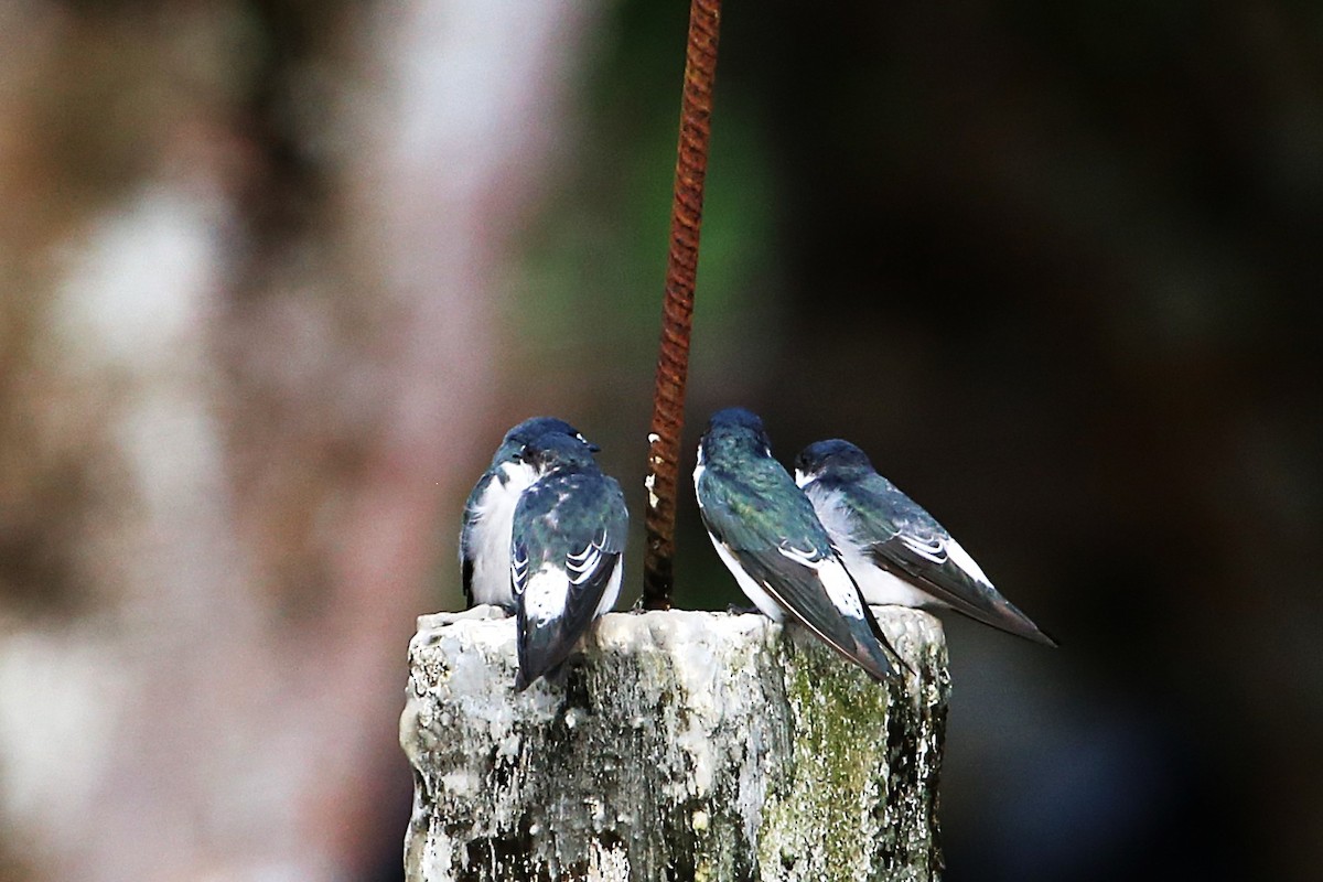 Mangrove Swallow - ML643044528