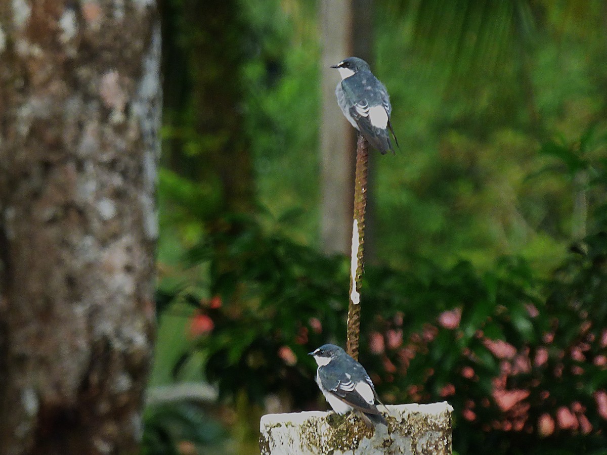 Mangrove Swallow - ML643044529