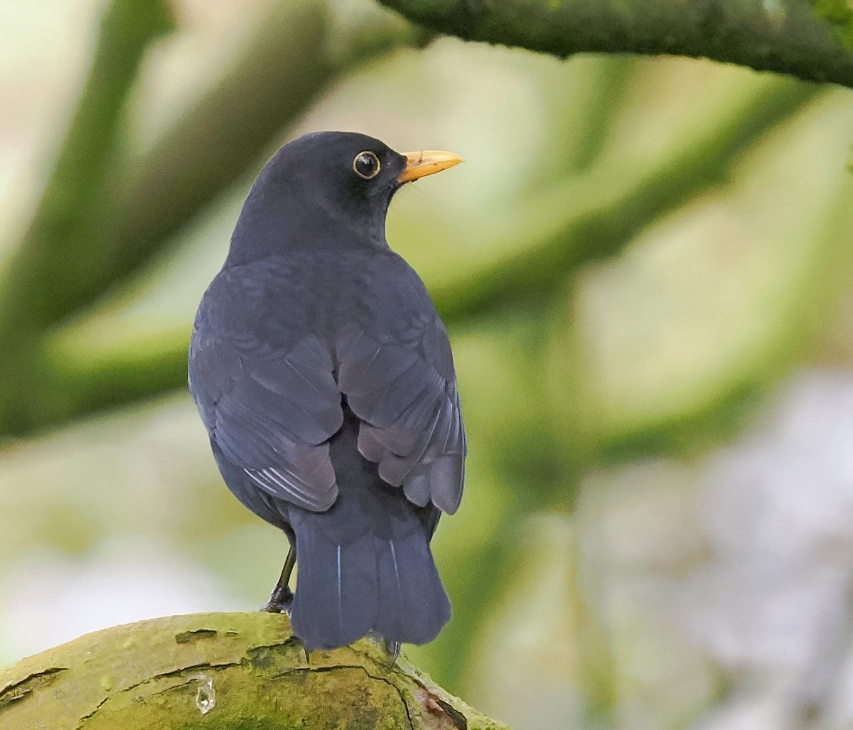 Eurasian Blackbird - ML643044538