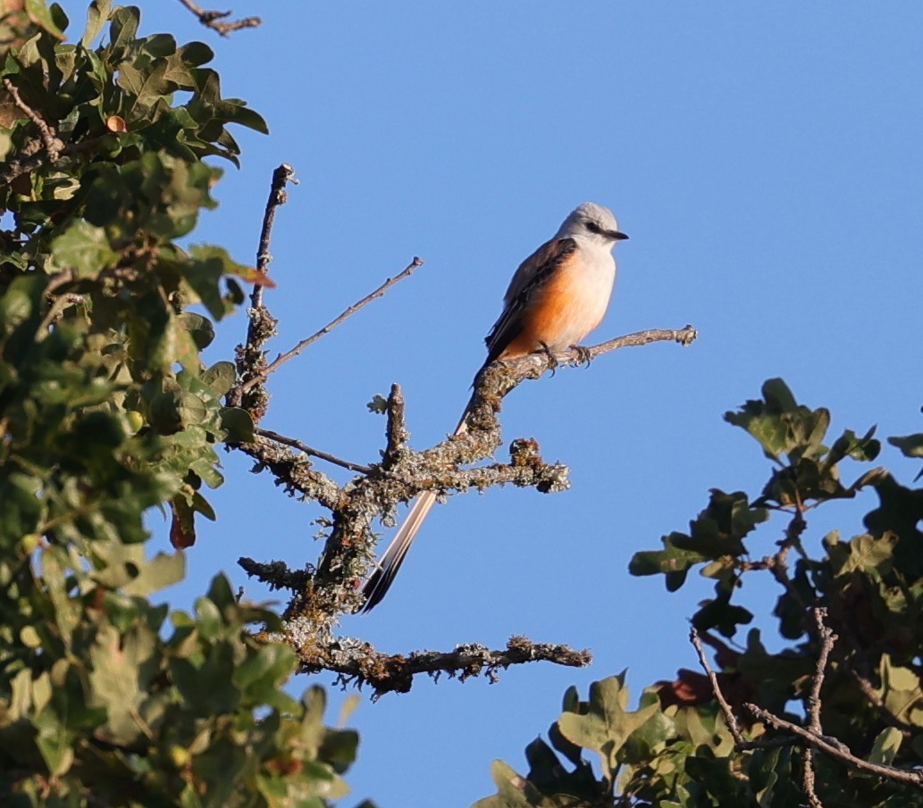 Scissor-tailed Flycatcher - ML643044544
