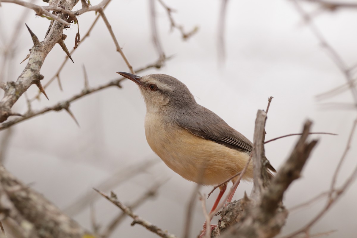Long-billed Crombec - ML643044561