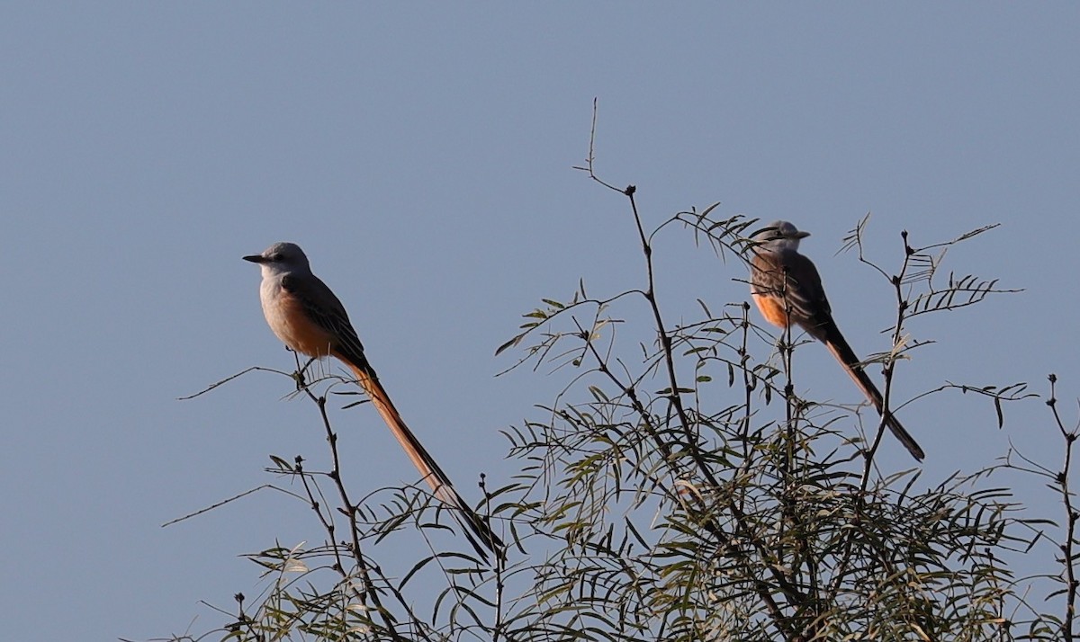 Scissor-tailed Flycatcher - ML643044587
