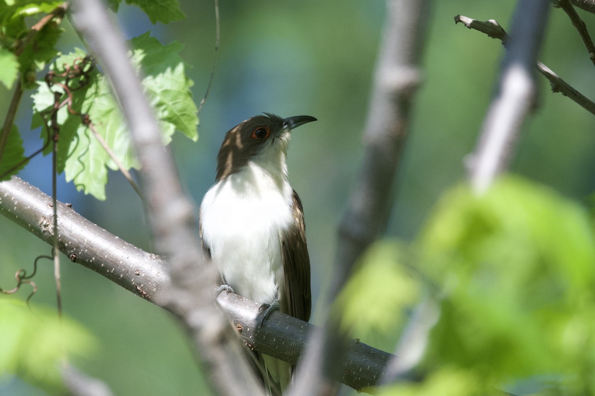 Black-billed Cuckoo - ML643044592