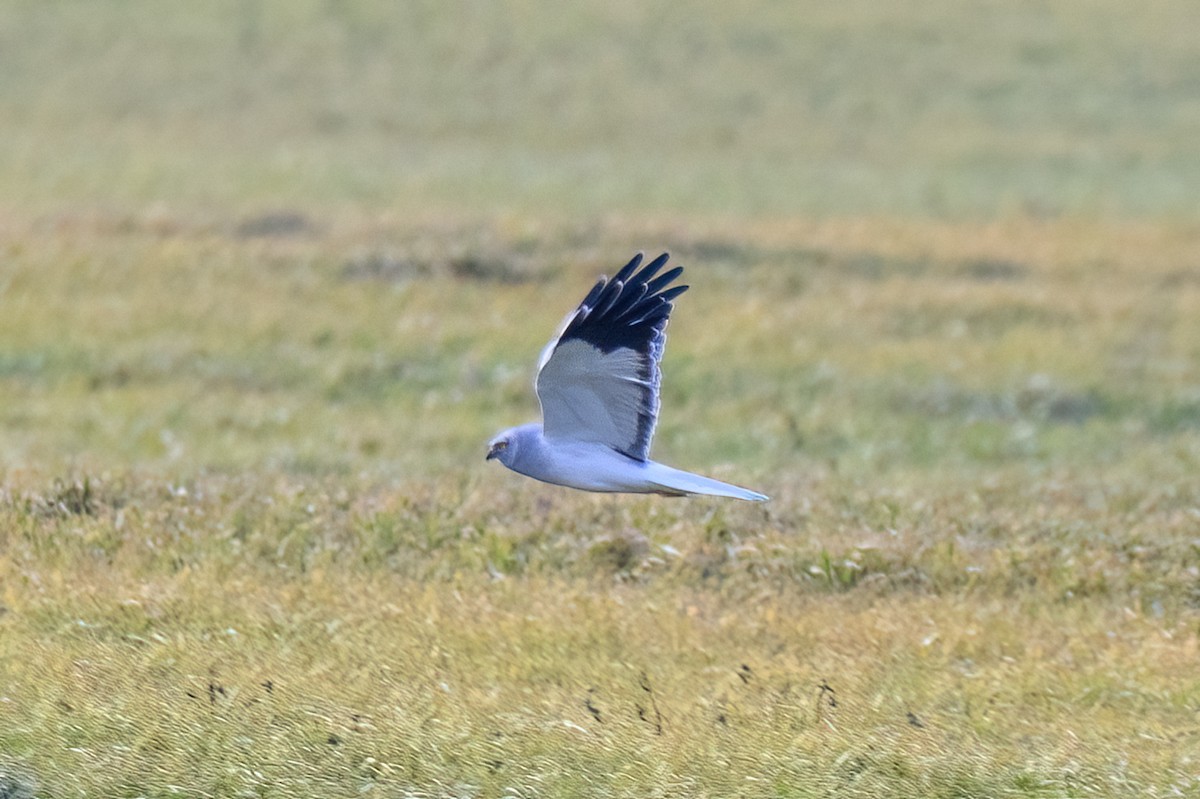 Hen Harrier - ML643044625