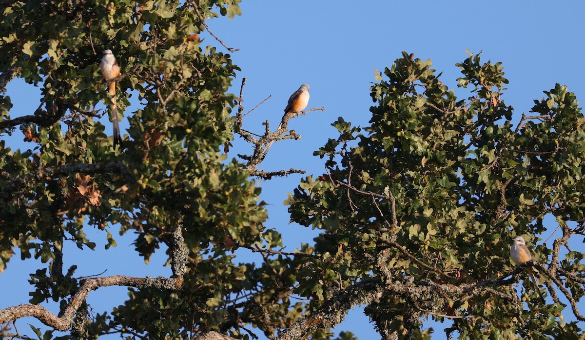 Scissor-tailed Flycatcher - ML643044629