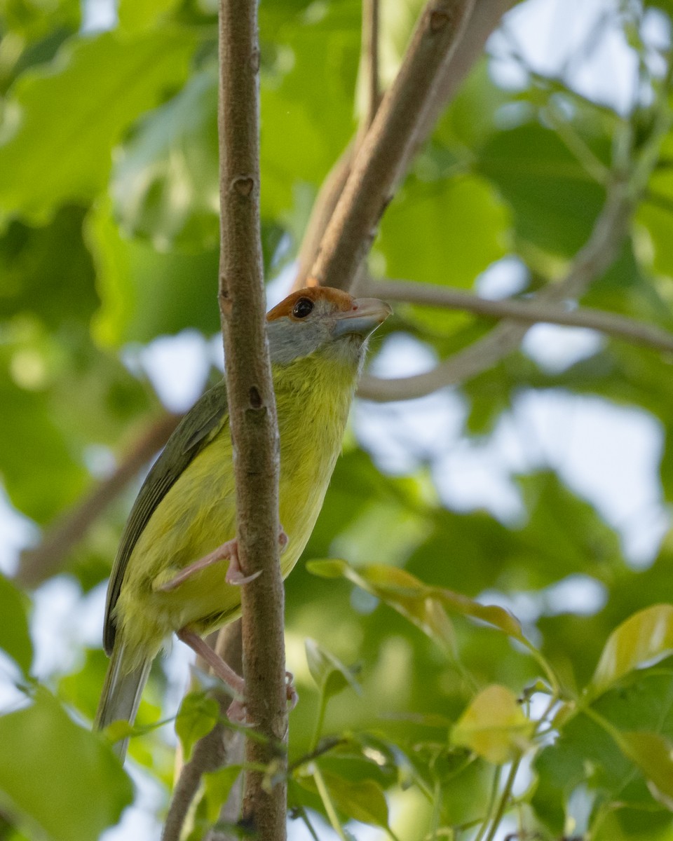 Rufous-browed Peppershrike - ML643044635