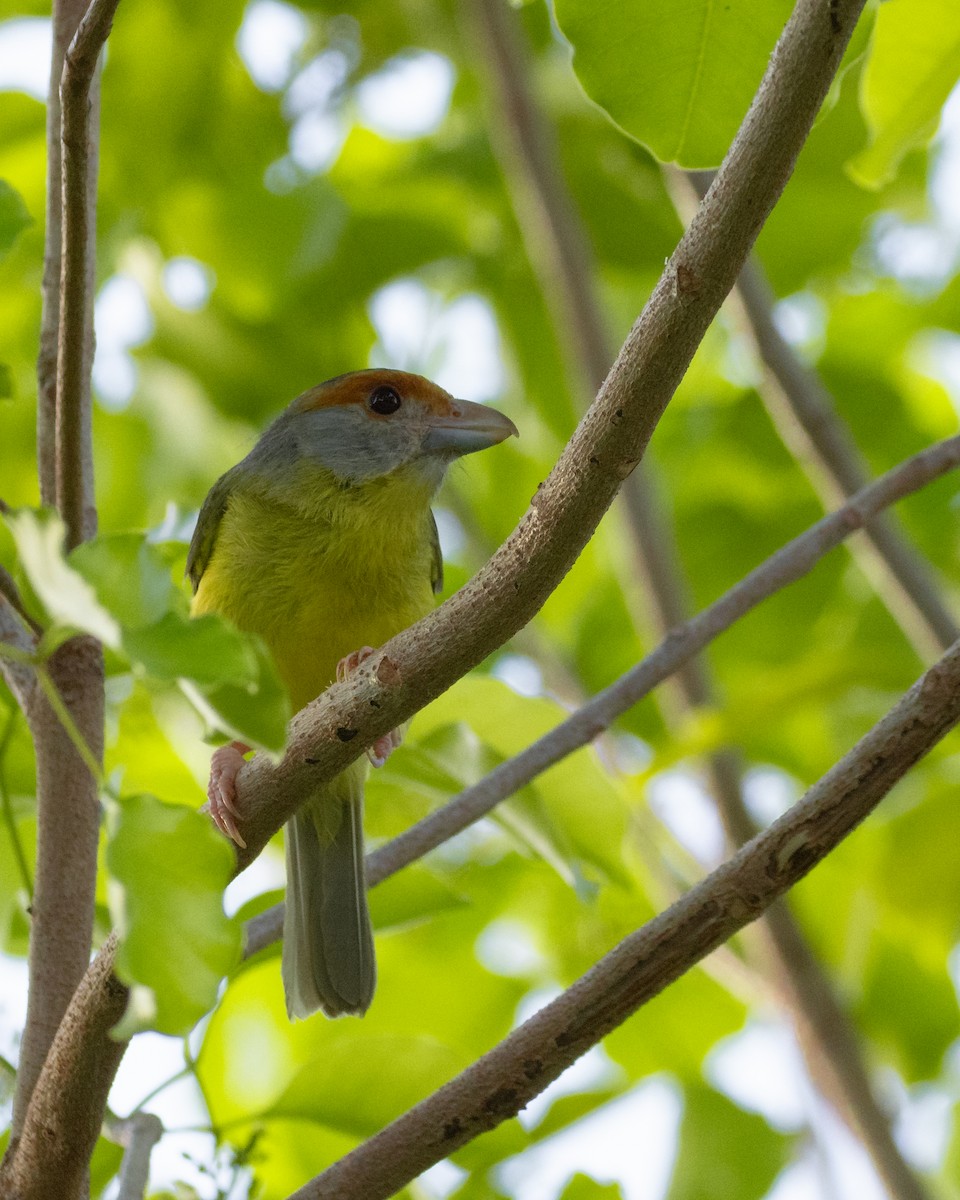 Rufous-browed Peppershrike - ML643044636