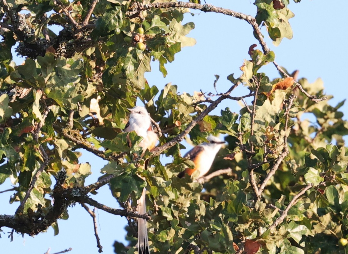 Scissor-tailed Flycatcher - ML643044654