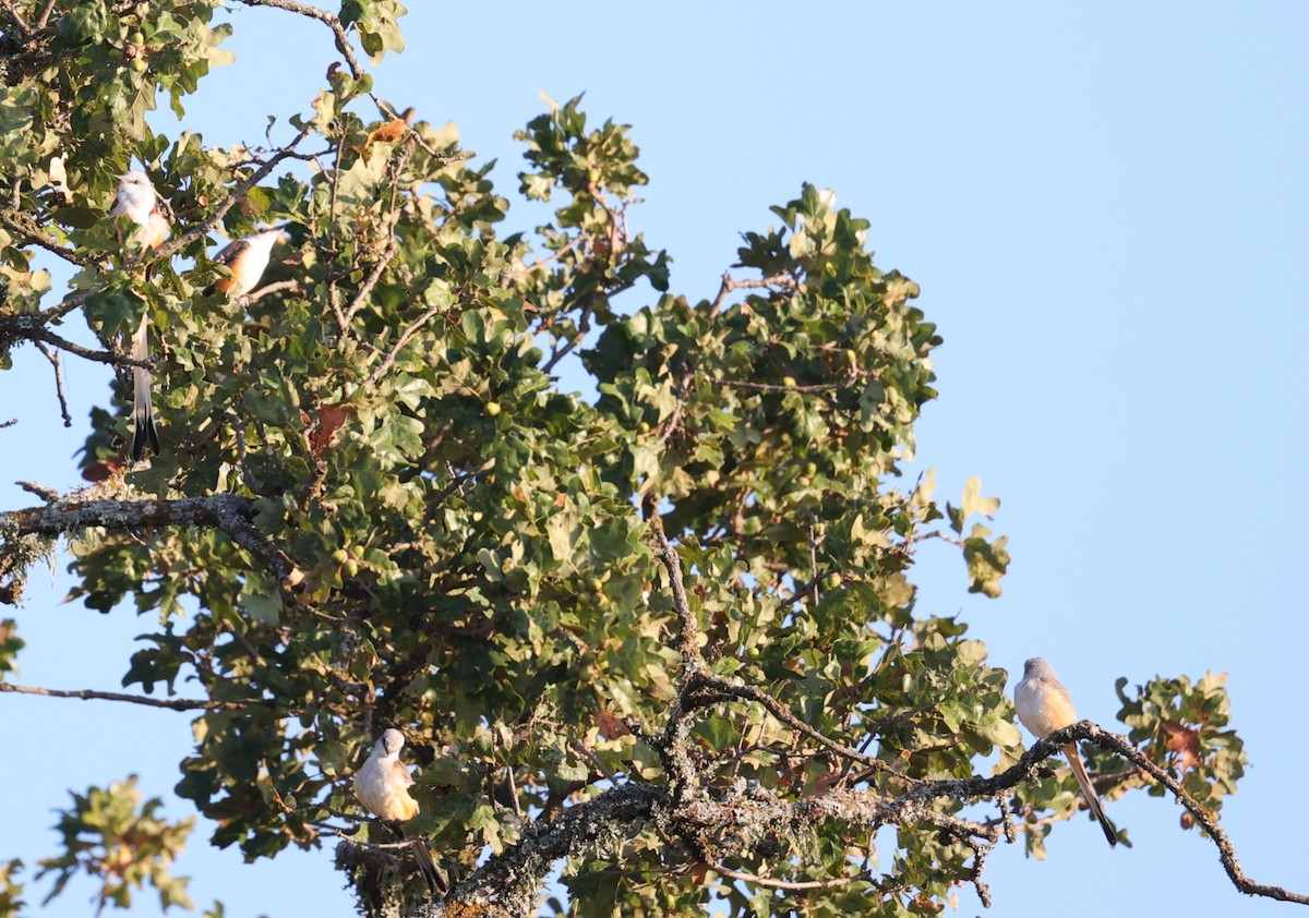 Scissor-tailed Flycatcher - ML643044656