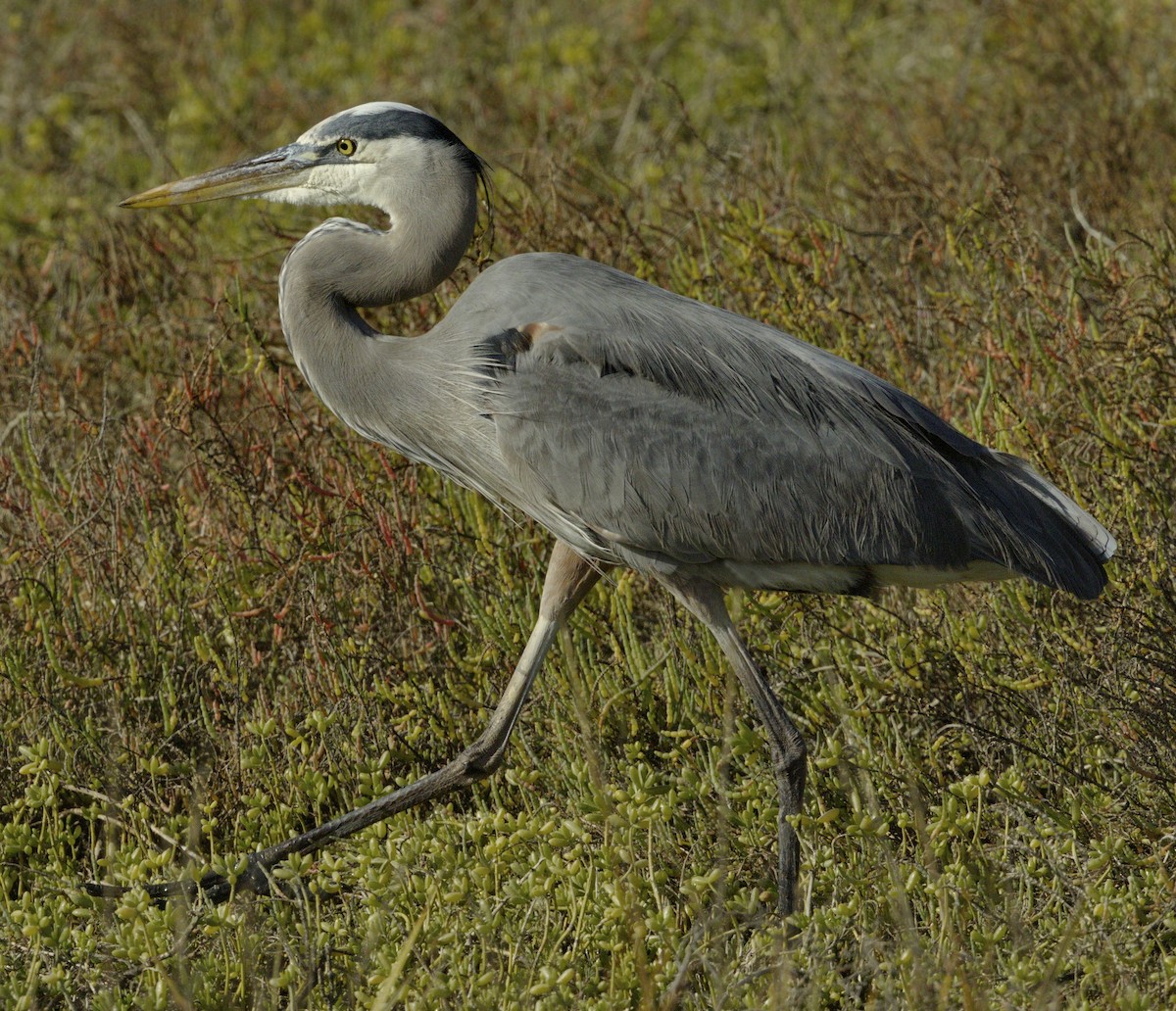 Great Blue Heron - ML643044678