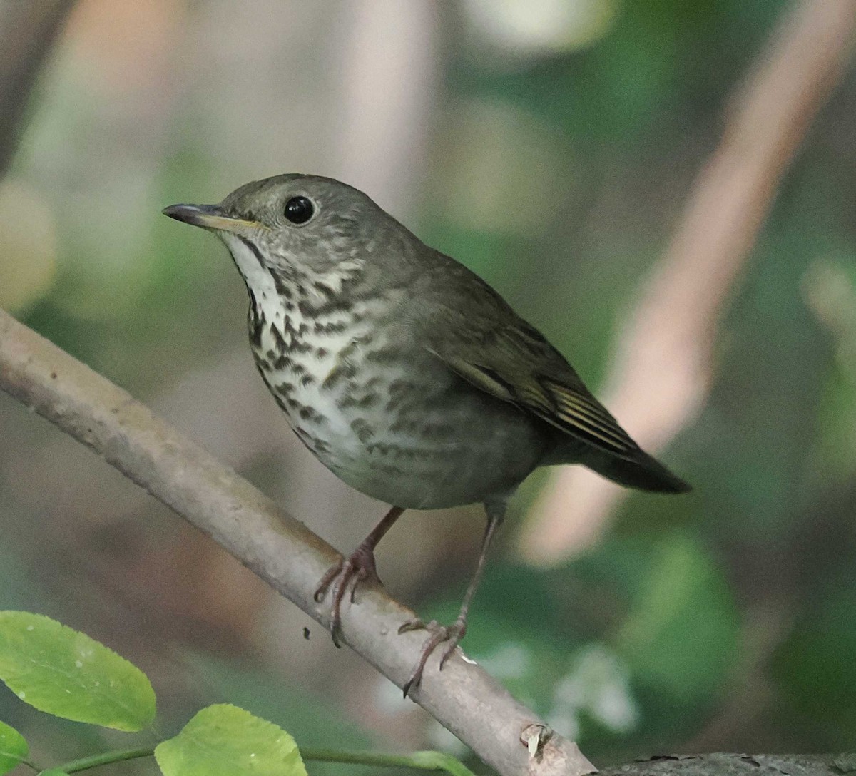 Gray-cheeked Thrush - ML643044716