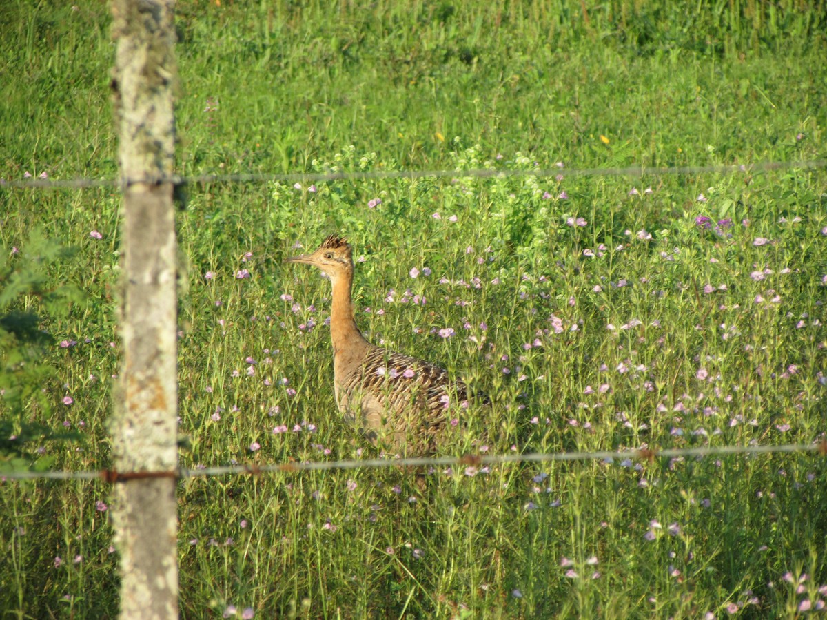 Tinamou isabelle - ML643044746