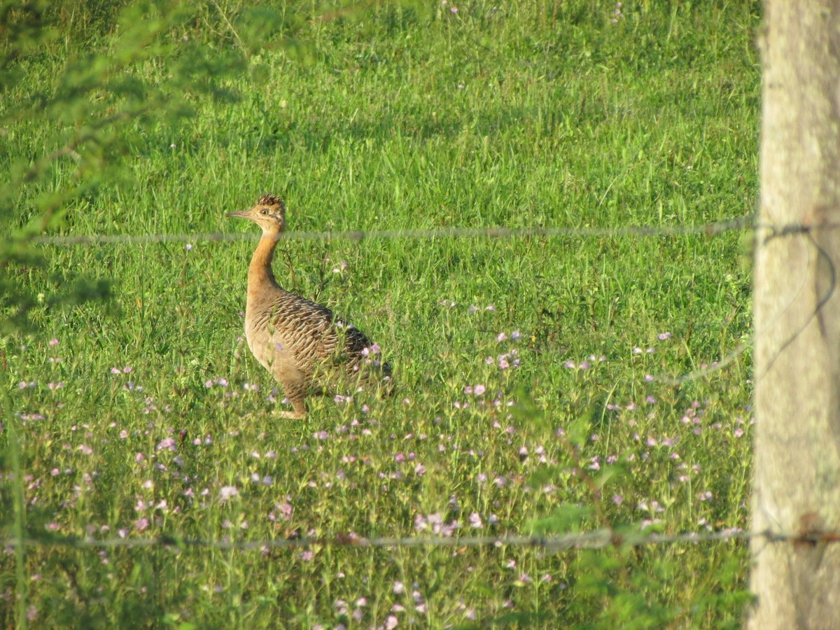 Tinamou isabelle - ML643044747