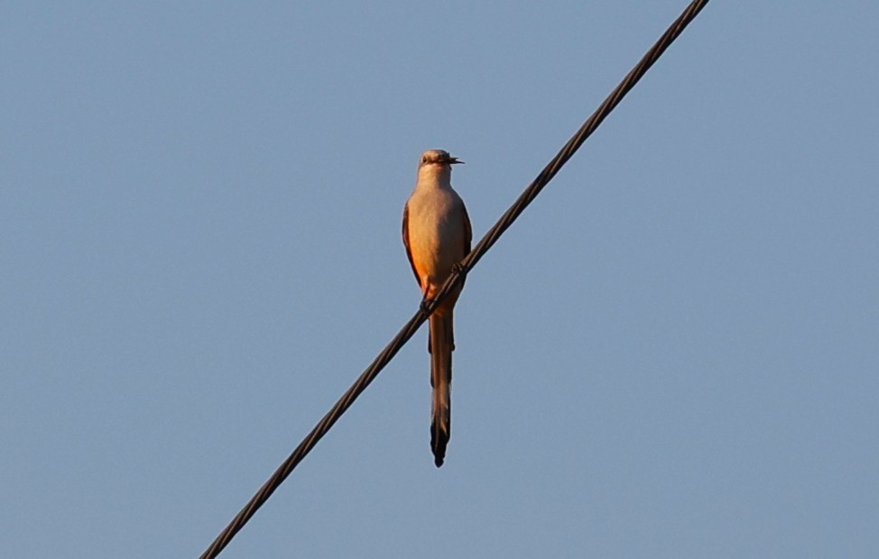Scissor-tailed Flycatcher - ML643044748