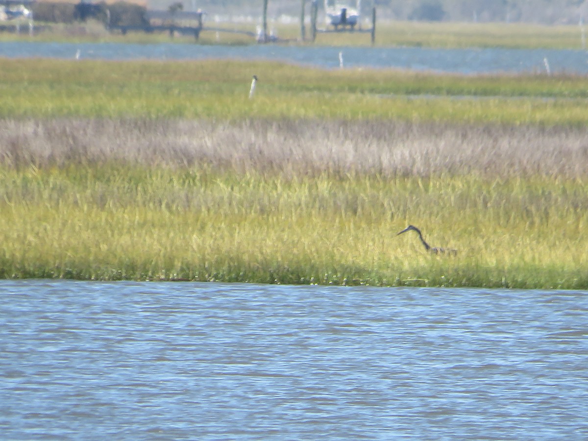 Tricolored Heron - ML643044754
