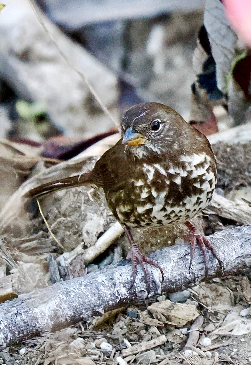 Fox Sparrow (Sooty) - ML643044787