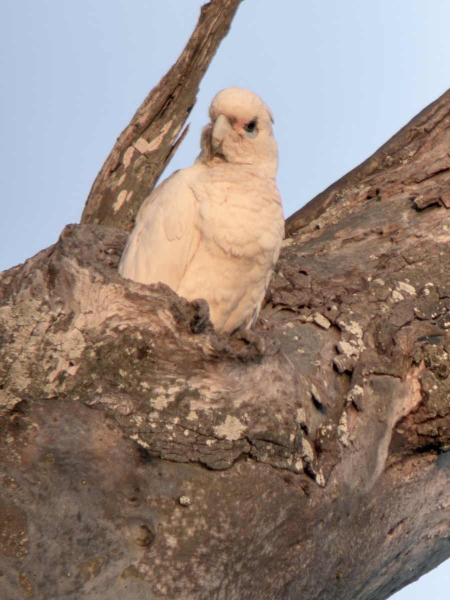 Little Corella - ML643044816