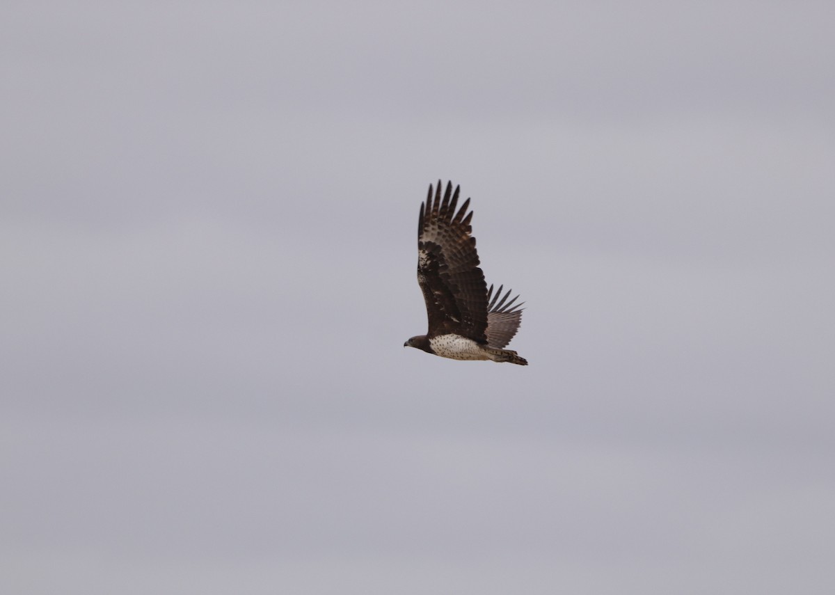 Martial Eagle - ML643044850
