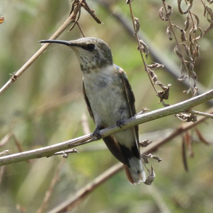 Peruvian Sheartail - ML643044899