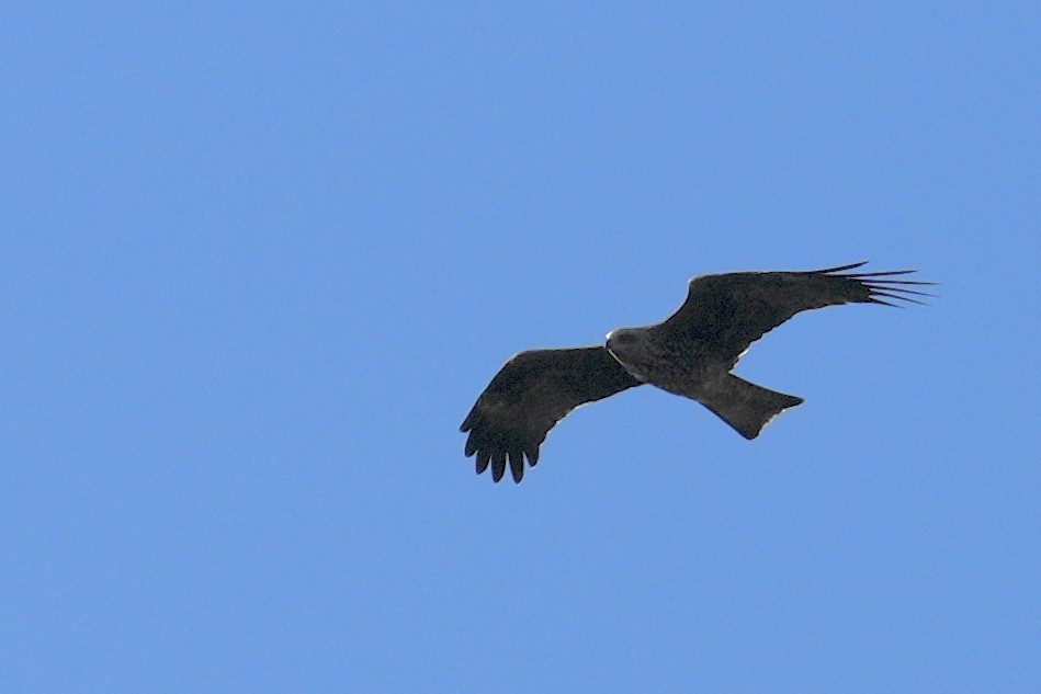 Black Kite - ML643044902