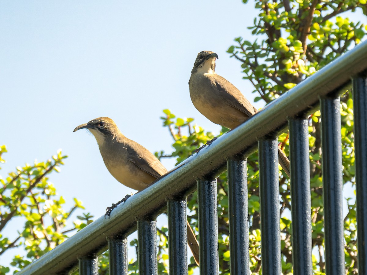 California Thrasher - ML643044936