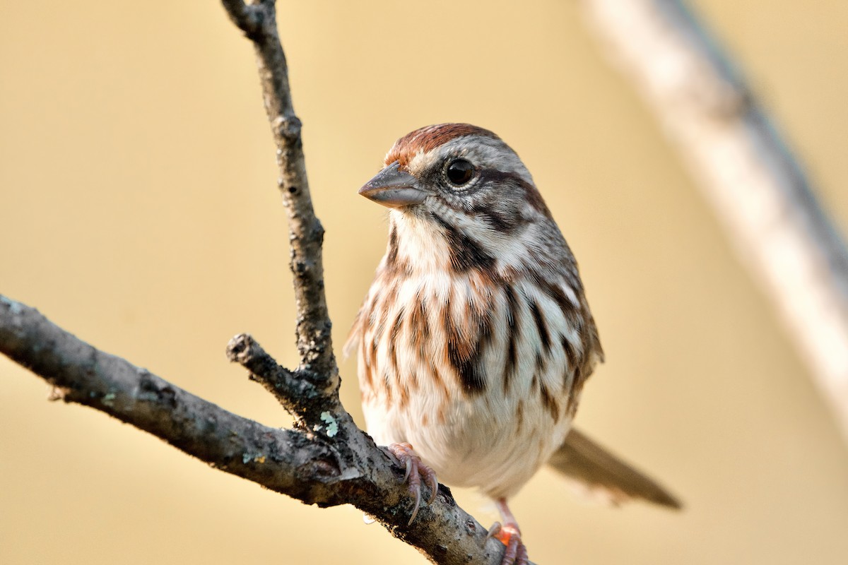 Chingolo Cantor - ML643044938