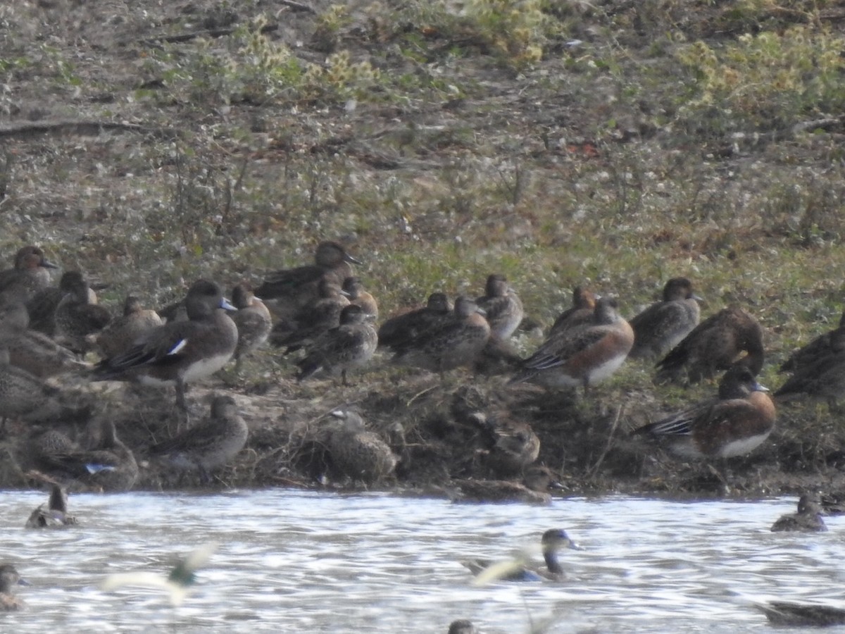 American Wigeon - ML643044942
