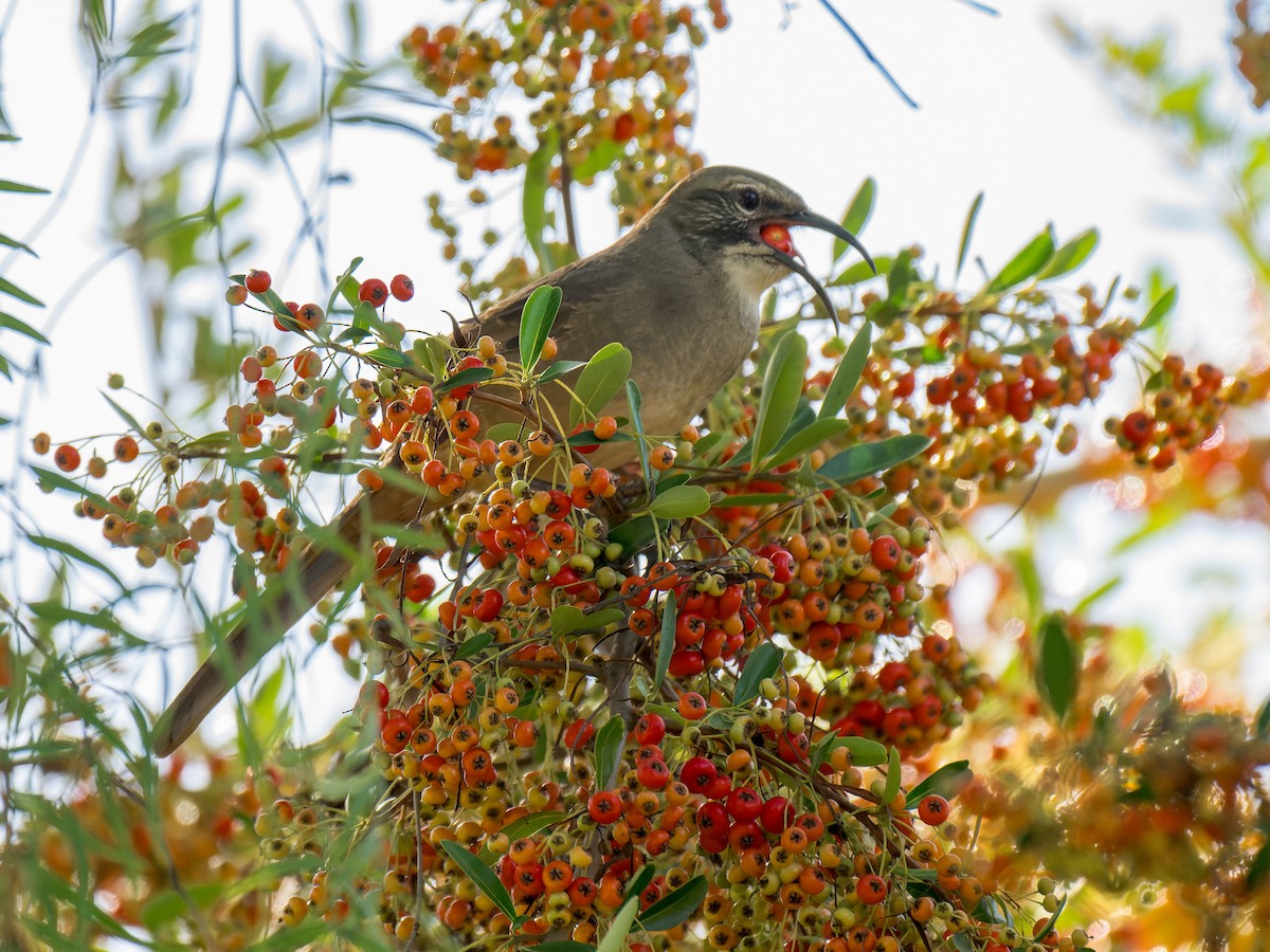California Thrasher - ML643044947