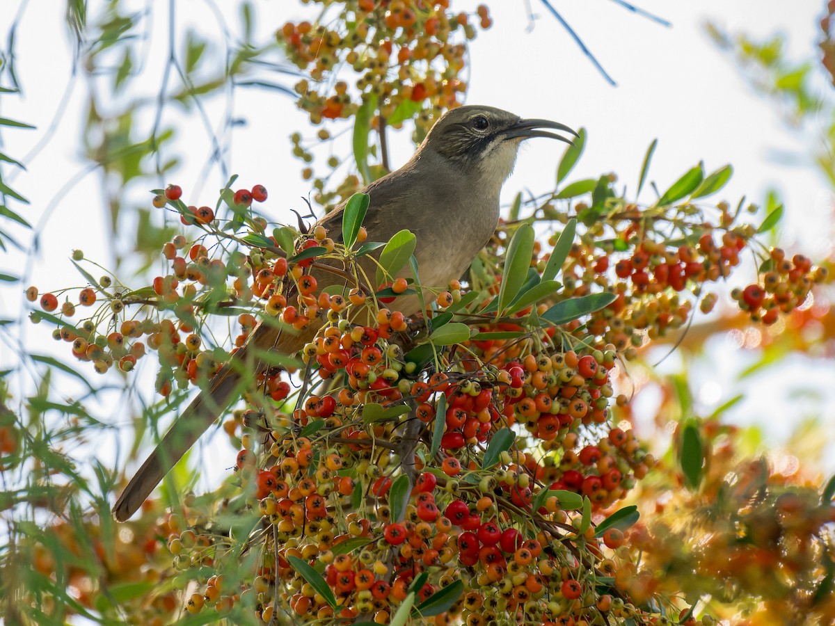 California Thrasher - ML643044952