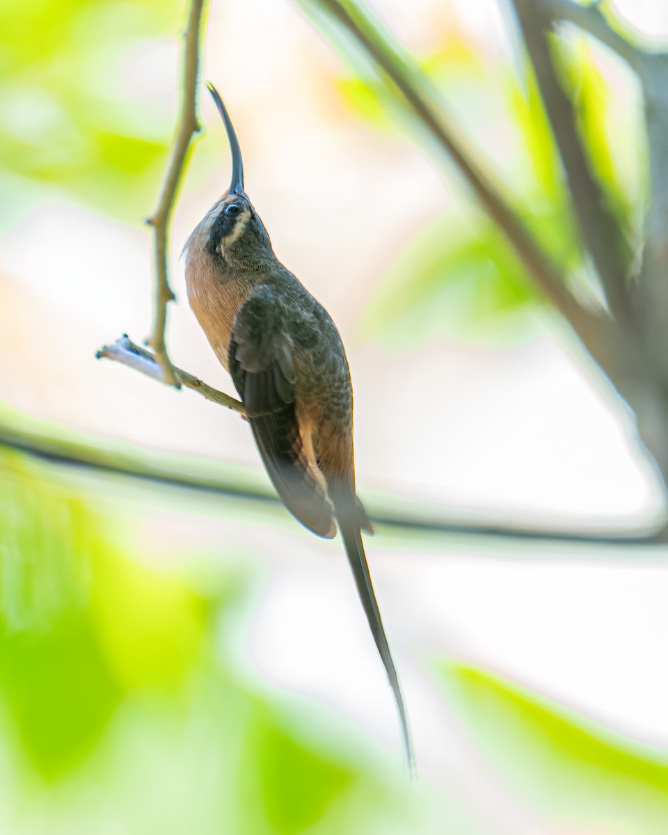 Planalto Hermit - ML643044956