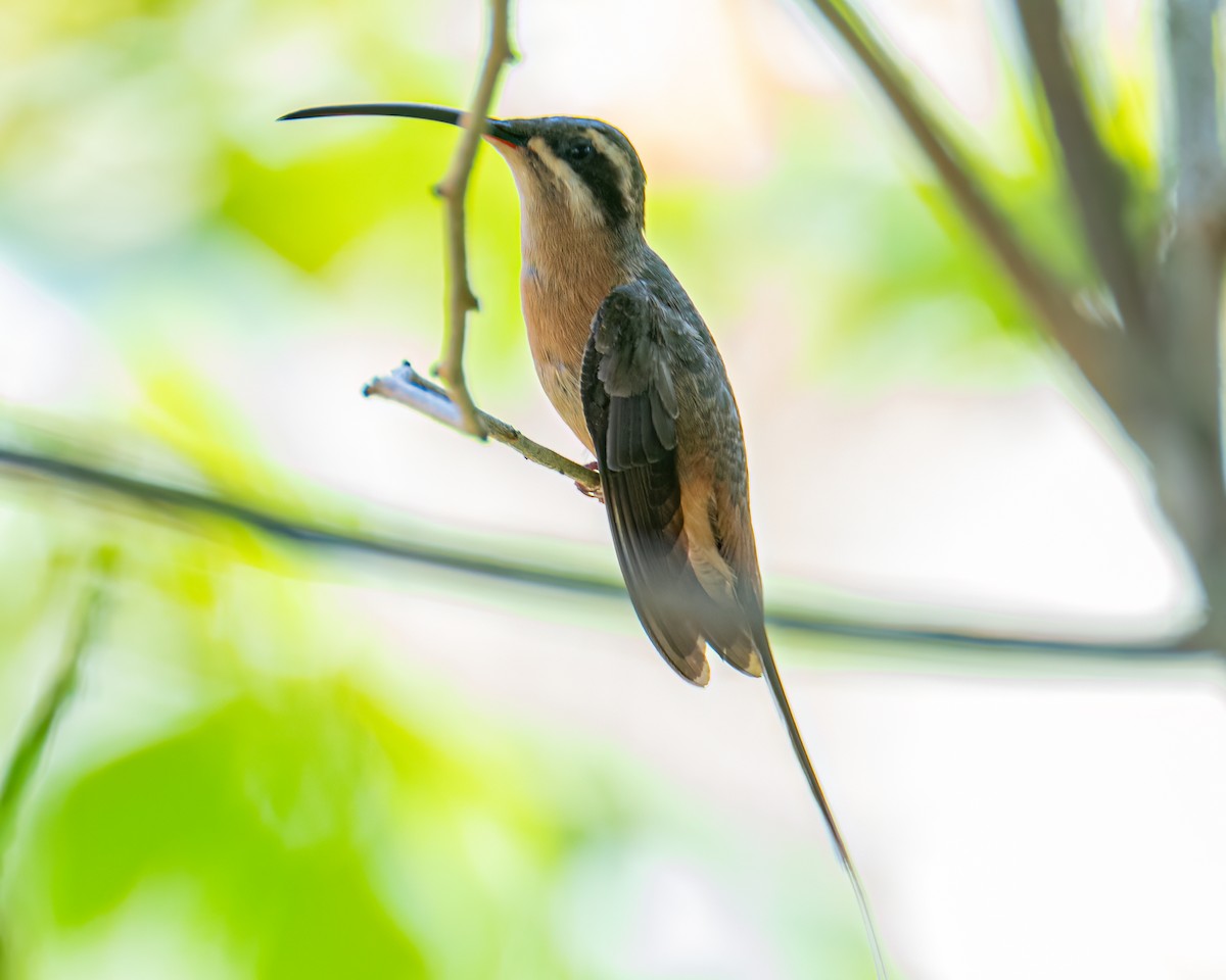 Planalto Hermit - ML643044957