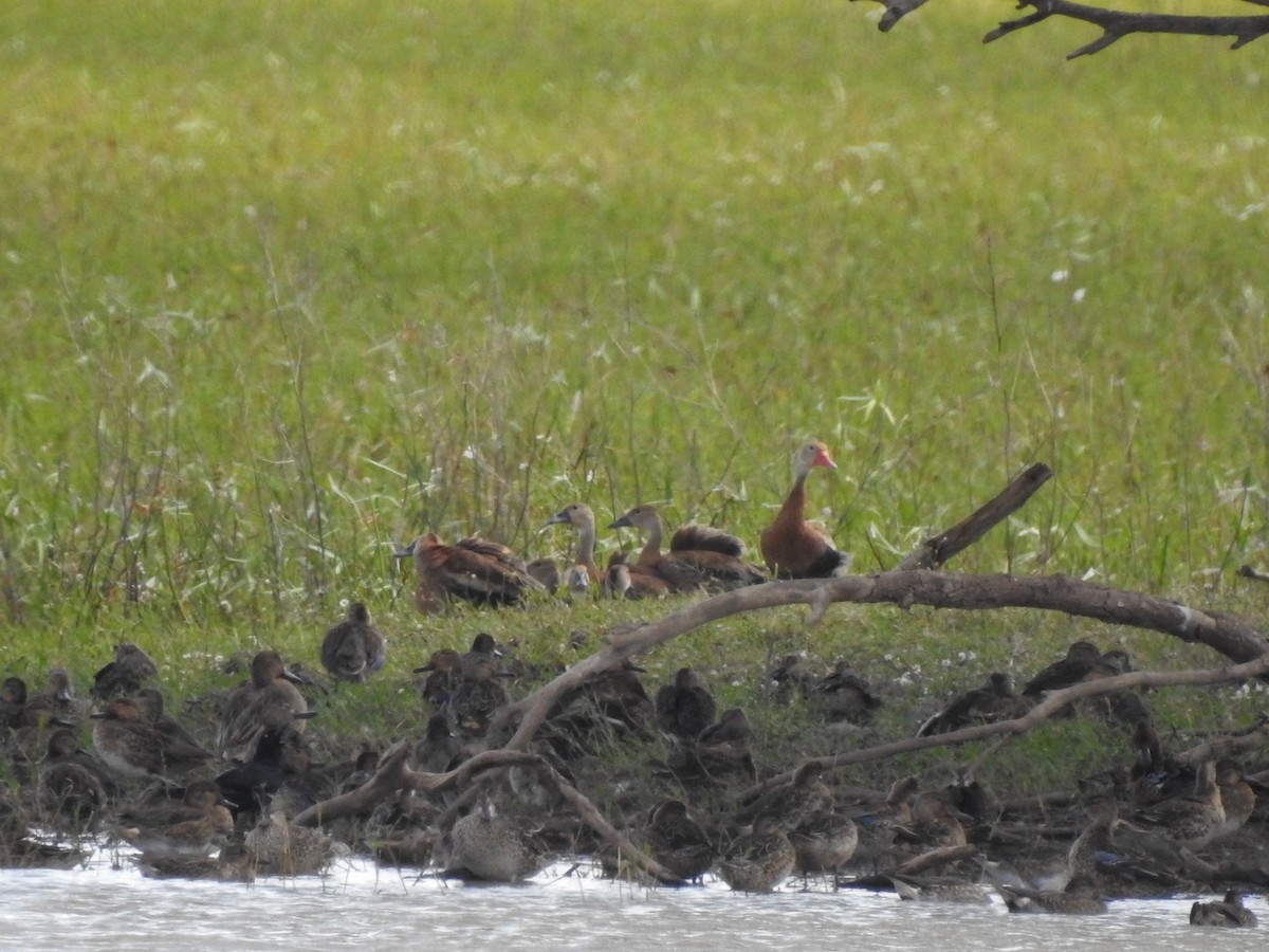 Black-bellied Whistling-Duck - ML643044962