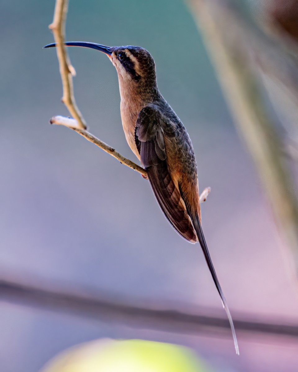 Planalto Hermit - ML643044963