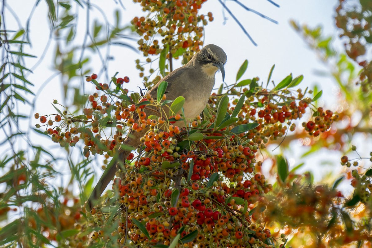 California Thrasher - ML643044965