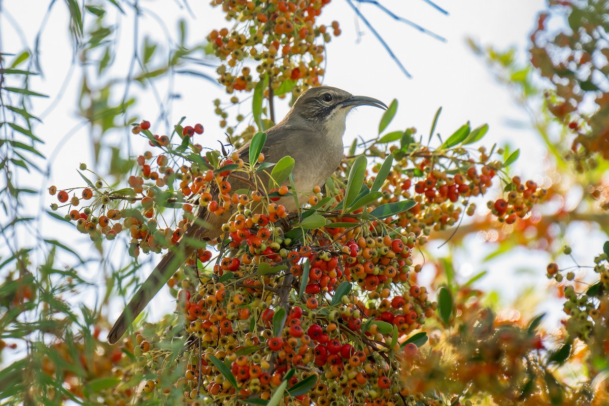 California Thrasher - ML643044970
