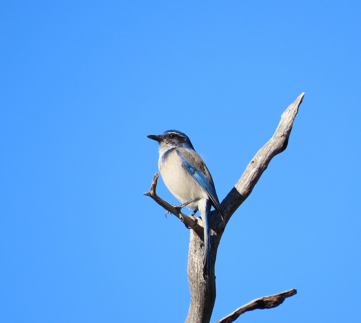 California Scrub-Jay - ML643044971