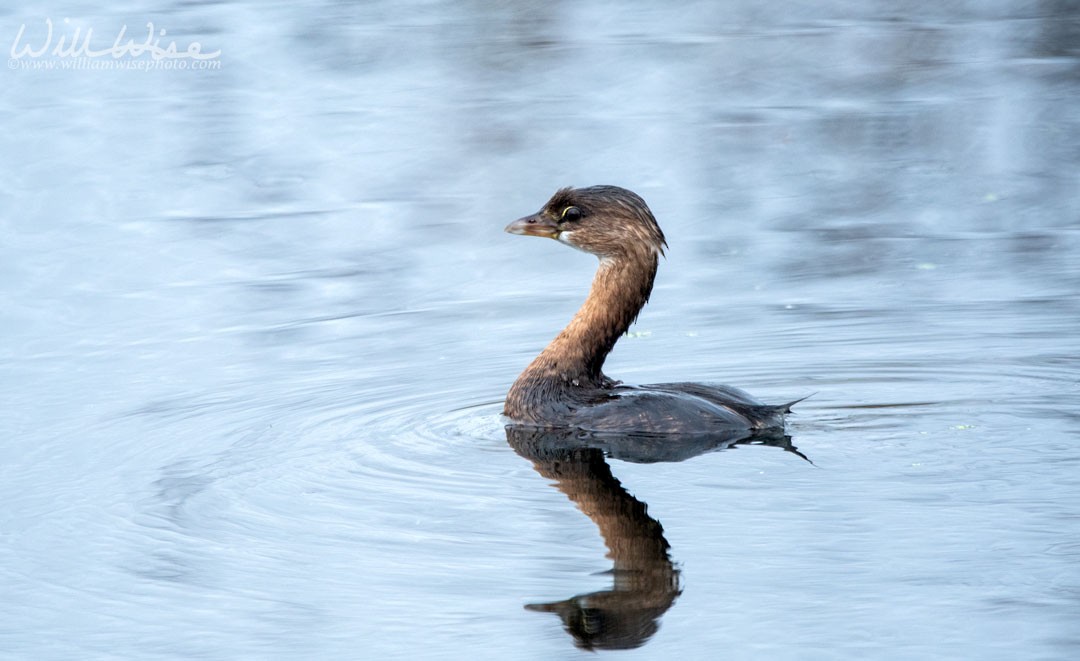 Pied-billed Grebe - ML643044975