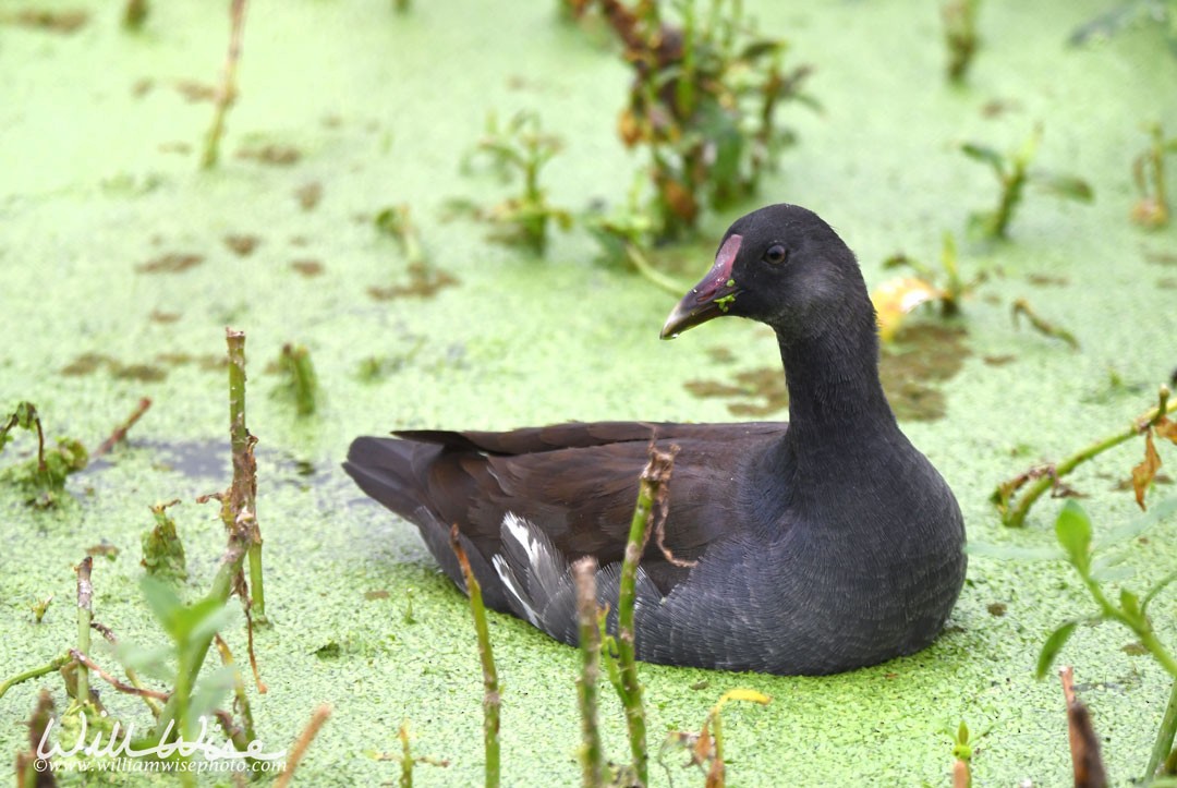Common Gallinule - ML643044978