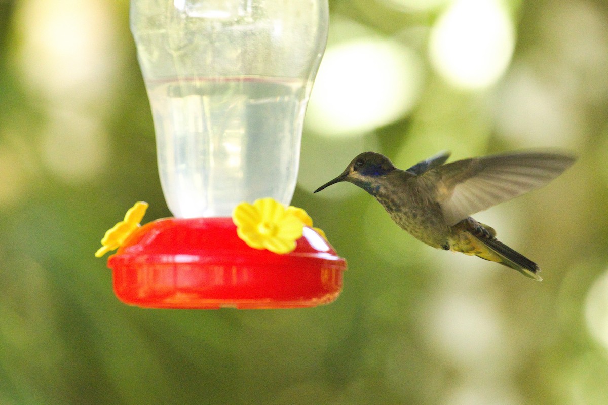 Colibri de Delphine - ML643044979