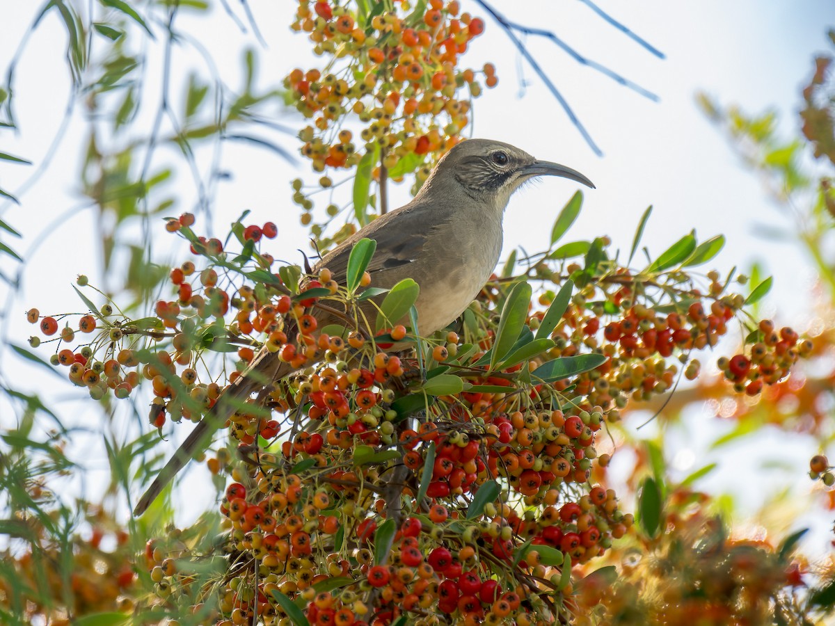 California Thrasher - ML643044980